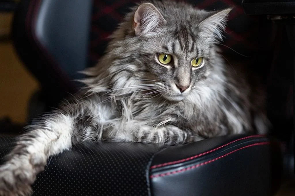 files/maine_coon2.jpg